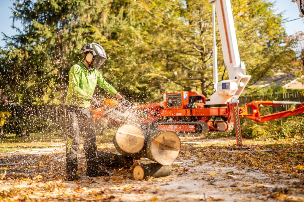 tree removal services in Beaconsfield