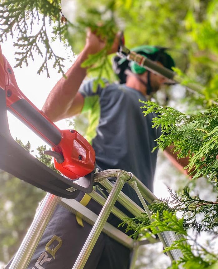 Tree Trimming Senneville